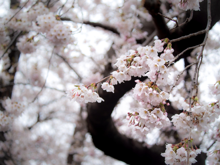 The Bouquet of Sakura Flowers Hanging in The Treeの写真素材
