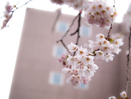 The Bouquet of Sakura Flowers Blooming on The Field without Leaves behind The Buildingの写真素材