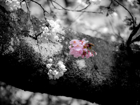 The Bouquet of Sakura Flowers Hanging in The Tree , Black and White Backgroundの写真素材