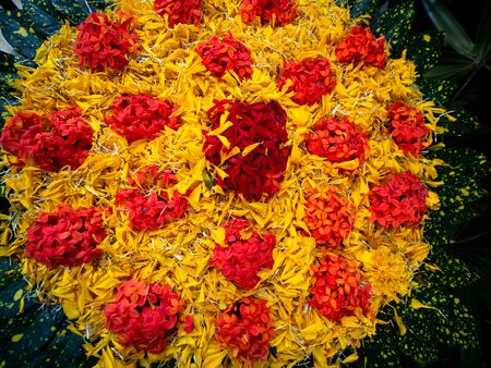 The Piles of Red and Orange Ixora Flowers Surrounded by Yellow Flowers on The Leaves to Worship The...