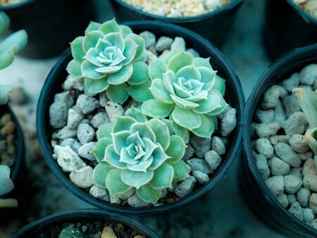 The Rose-shaped Succulent Plants on Pots in The Farmの写真素材