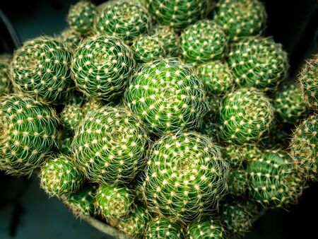 The Green Cactus Tree Stacked in The Farmの写真素材