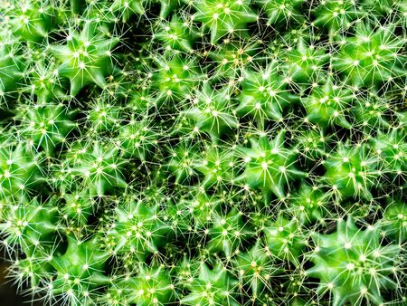 The Breeding Cactus Tree Stacked in a Tray at The Farmの写真素材