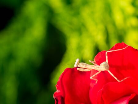 The Little Grasshopper Standing in The Red Rose in The Garden , Bird Eye Viewの写真素材
