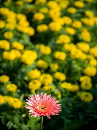 The Single Gerbera Blooming with Yellow Flowers Field in The Backgroundの写真素材