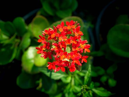 The Bouquet of Red Flaming Katy Flowers Blooming in The Pot