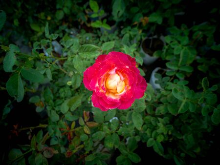 The Single Red Yellow Rose Blooming in The Field , Bird Eye Viewの写真素材