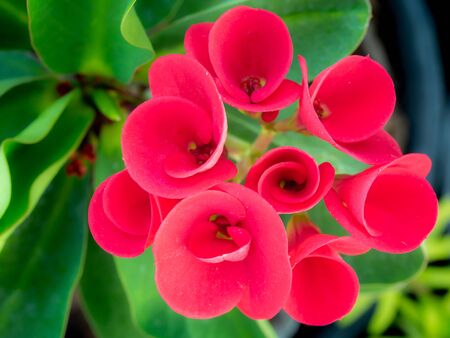 The Bouquet of Red Euphorbia milii Flowers Rolling on The Treeの写真素材