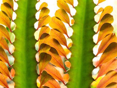 The Red Cactus Leaves Arranging in Harmonyの写真素材