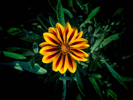 The Yellow Striped Red Treasure flowers Blooming in The Gray Leaves Backgroundの写真素材
