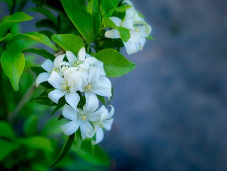 The Bouquet of Orange Jessamine Flowers Blooming in The Gardenの写真素材
