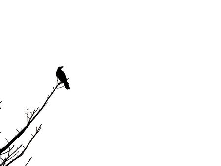 The Crow Perched on The  Dry Branch among The White Sky, Facing to The Rightの写真素材