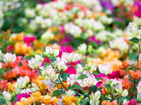 The Colorful of Bougainvillea Flowers Blooming in The Field