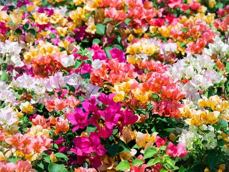 The Colorful of Bougainvillea Flowers Blooming in The Fieldの写真素材