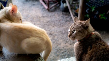 The  Fierce Tabby Cat Looked at The Intruder Yellow Kitten in The Garden