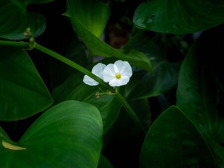 The White Rush Flowers Blooming in The Tree on The Water