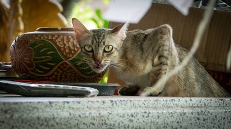 The Homeless Cat Secretly from Another Place, Secretly Eating Food on a Dish
