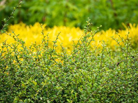 The Fujian Tea Growing , Yellow Plant in The Backgroundの写真素材