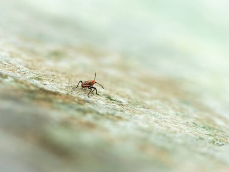 The Adventure of The Red Bug Walking on The Old Cement Wall