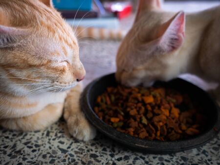 The Yellow Cat Waiting for Another Cat Eat in The Tray Firstの写真素材