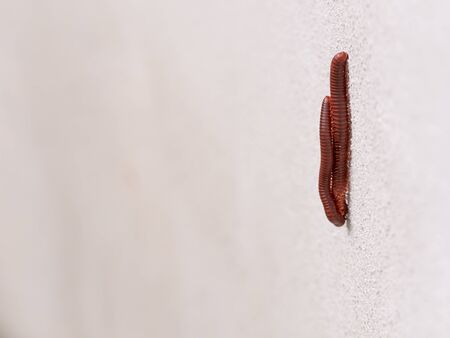 The Millipedes Mating on The Wallの写真素材