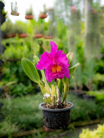 The Pink Cattleya Hanging on The Pot in The Gardenの写真素材