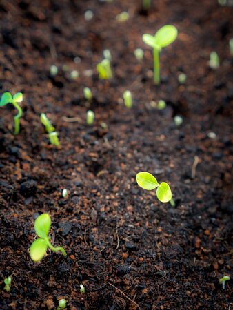The Papaya was Bred from The Seed Growing in The Gardenの写真素材