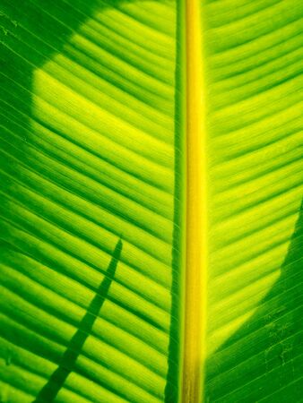The Banana Leaf and Shadow behind The Sun Light