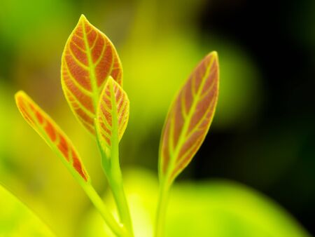 The New Red Leaves of Litsea Petiolata Growing , The Leaf can be used to Make Chili Paste Like Pimp...
