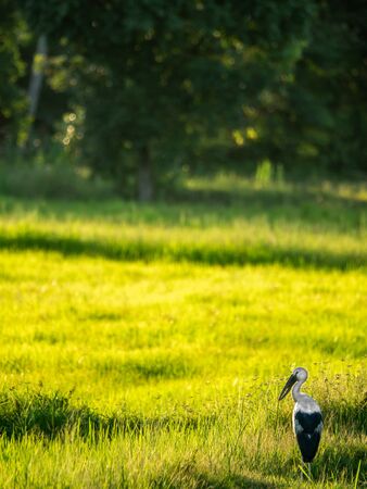 The Openbill Stork Standing on The Golden Rice Fieldの写真素材