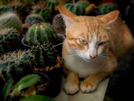 The Yellow Cat Sleeps Peacefully on The Cactus Table in The Tree Shopの写真素材