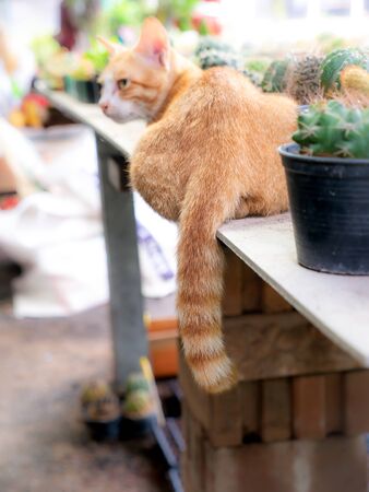 The Hanging Tail of  Yellow Cat Lying Peacefully on The Cactus Table in The Tree Shop , Back Viewの写真素材