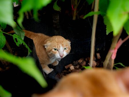 The Local Yellow Cat  Defenders Frighten The Visitor Cat in The Garden