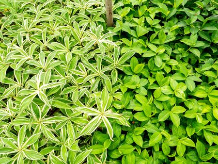The White and Green Wild Ginger Malay Ginger Growing in The Field