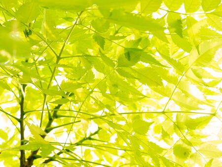 The Pattern of  Yellow Trumpet-Flower Growing in The White Background