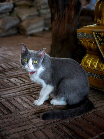 The Gray White Cat Sitting behind The Tree Shopの写真素材