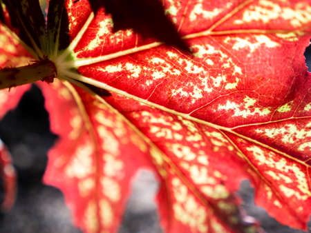 Back of Bright Red Begonia Leaf Growing