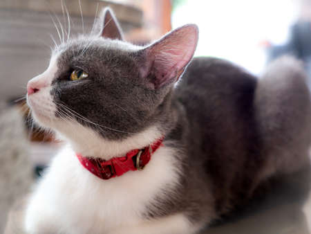 The Gray White Cat Facing The Top Left Side and Lying on The Pot near The Tableの写真素材
