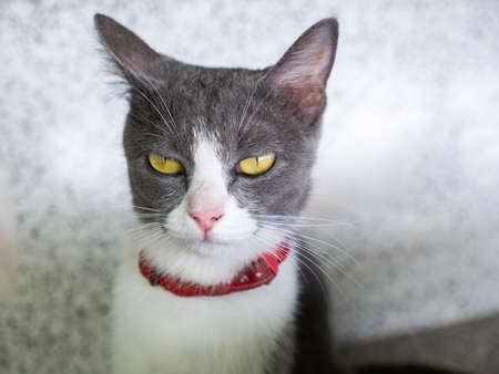 The Gray White Cat Sitting and Staring at The Camera on The Chairの写真素材