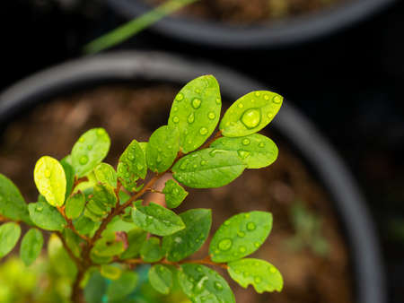 The Rain Drops on The Yellow Star Tree Leaves in The Garden