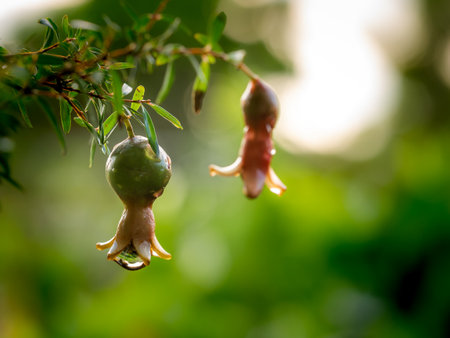 The Water Drop on The Pomegranate Fruits Hanging after Rainの写真素材