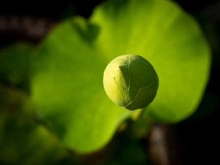 The Top of The Sacred Lotus in The Garden , Bird Eye Viewの写真素材