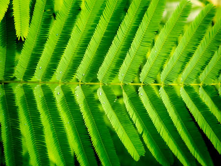 The Cha Leaves are Arranged in The Row in The Garden