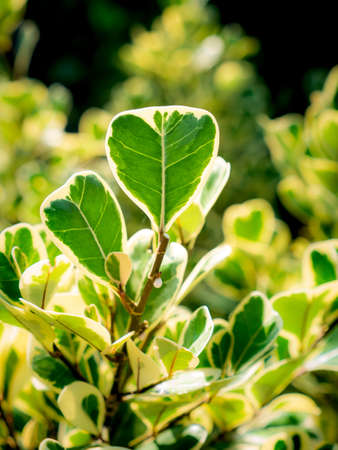 The Heart-Shaped Banyan Growing in The Gardenの写真素材