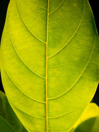 The Surface of Pattern's Yellow Green Leaf in The Gardenの写真素材
