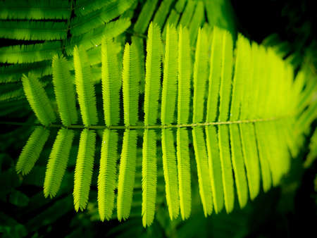 The Cha Leaves are Lined in The Row in The Garden