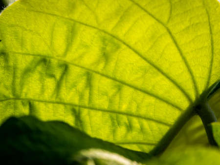 The Pattern of  Elephant Climber Leaf in The Garden