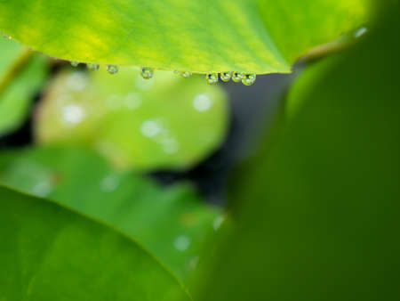 The Water Drops on The Edge of Lotus Worship Leaf in The Pool