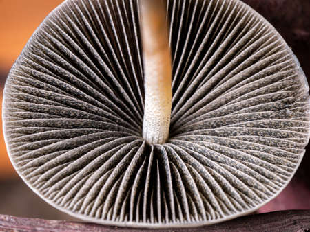 The Back of The Mushroom has Petals arranging around The Stalkの写真素材