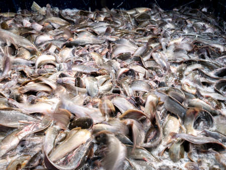 The Catfish Live Massively in The Container in The Market